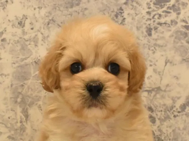 広島県のハーフ犬・ミックス犬 (ペッツワン広島LECT店/2025年4月20日生まれ/男の子/アプリコット)の子犬